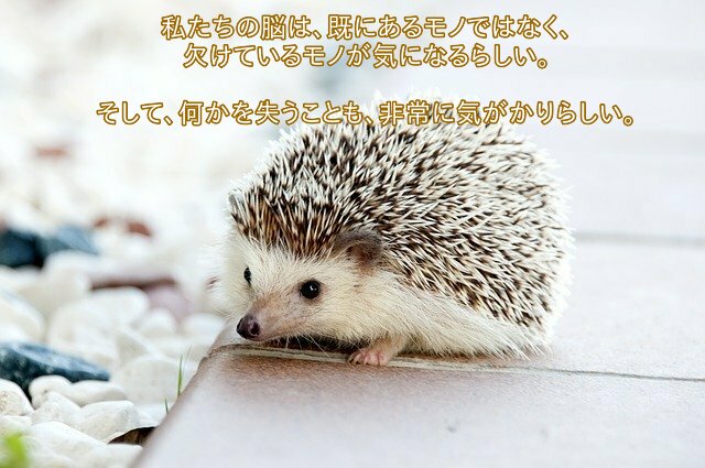 私たちの脳は、既にあるモノではなく、 欠けているモノが気になるらしい。 そして、何かを失うことも、非常に気がかりらしい。